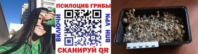 купить наркоту  Костомукша  Псилоцибиновые грибы ЛСД 